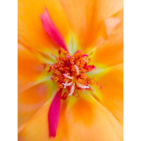 Orange Wildflower III Gold Ornate Wood Framed Art Print with Double Matting by Grayscale