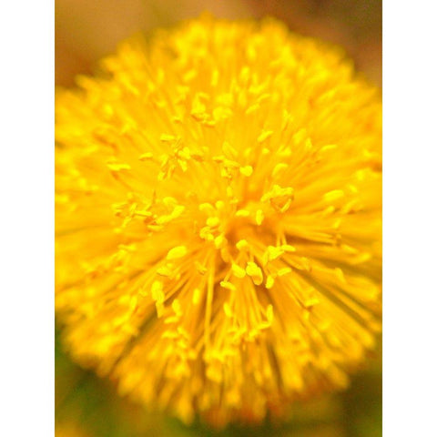 Yellow Ball I White Modern Wood Framed Art Print by Grayscale