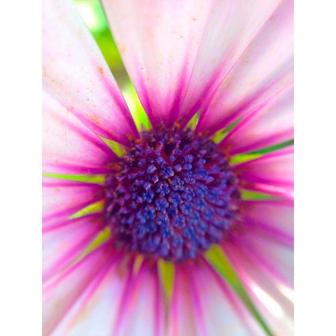 Purple Ball I Gold Ornate Wood Framed Art Print with Double Matting by Grayscale