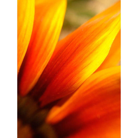 Orange Wildflower IV White Modern Wood Framed Art Print by Grayscale