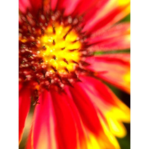 Red Wildflower I Gold Ornate Wood Framed Art Print with Double Matting by Grayscale