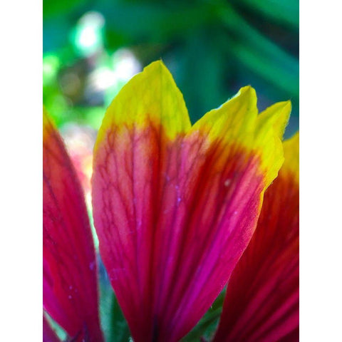 Yellow Tips I White Modern Wood Framed Art Print by Grayscale