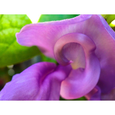 Snail Bloom II Gold Ornate Wood Framed Art Print with Double Matting by Grayscale