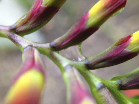 Spine I Black Ornate Wood Framed Art Print with Double Matting by Grayscale