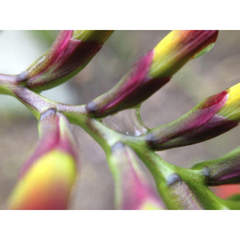 Spine I Black Modern Wood Framed Art Print with Double Matting by Grayscale