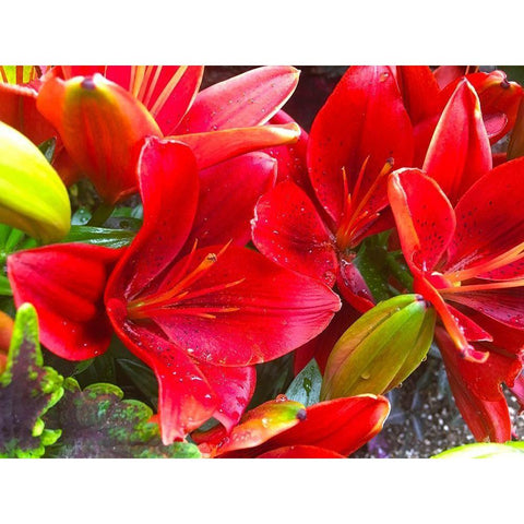 Wet Blooms I Gold Ornate Wood Framed Art Print with Double Matting by Grayscale