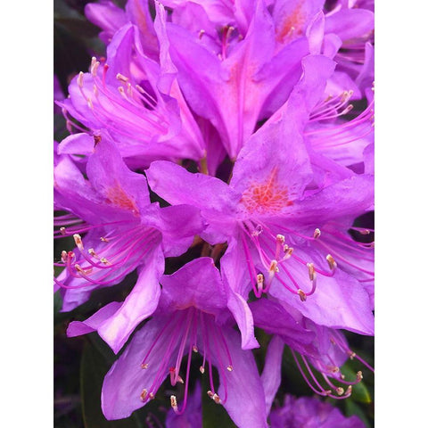 Purple Cluster I Black Modern Wood Framed Art Print by Grayscale