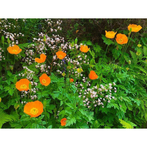 Orange Poppy Nest I Black Modern Wood Framed Art Print with Double Matting by Grayscale