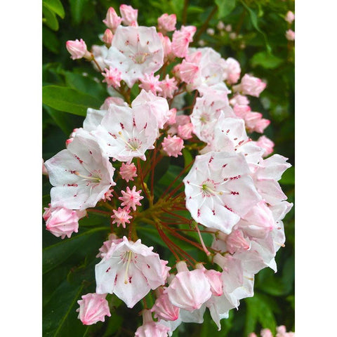 Parachutes I Black Modern Wood Framed Art Print by Grayscale