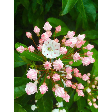 Parachutes II Gold Ornate Wood Framed Art Print with Double Matting by Grayscale