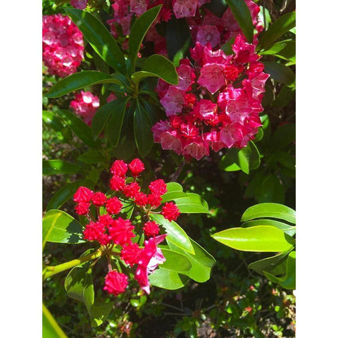 Parachutes III Gold Ornate Wood Framed Art Print with Double Matting by Grayscale