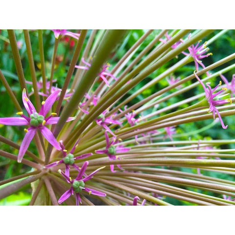 Spines I Black Modern Wood Framed Art Print by Grayscale