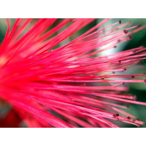 Spines II Gold Ornate Wood Framed Art Print with Double Matting by Grayscale