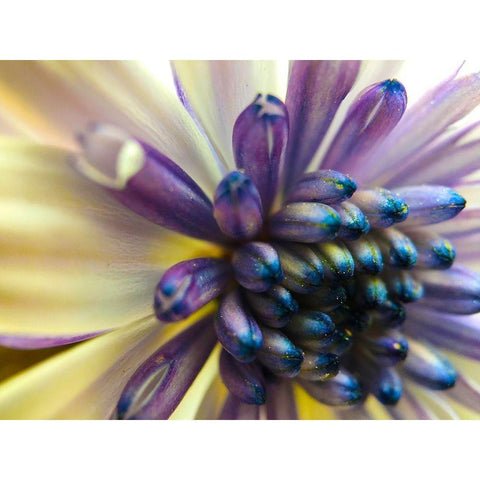 Bloom I White Modern Wood Framed Art Print by Grayscale