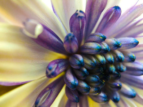 Bloom I Black Ornate Wood Framed Art Print with Double Matting by Grayscale