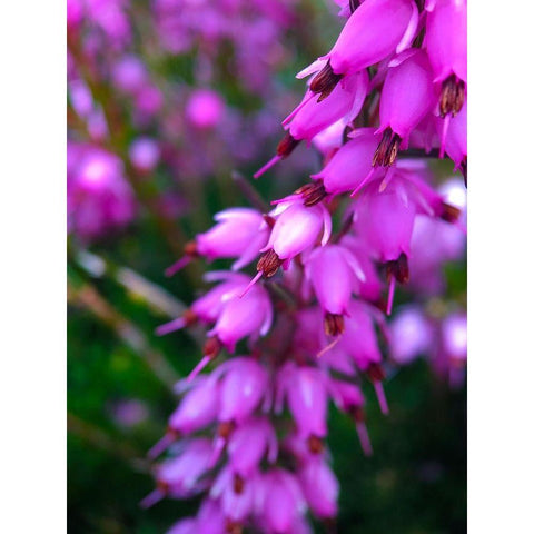 Pink Cluster II Black Modern Wood Framed Art Print by Grayscale