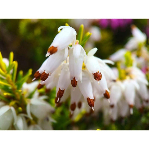White Cluster I White Modern Wood Framed Art Print by Grayscale