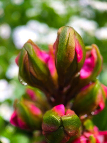 Flower Knot I White Modern Wood Framed Art Print with Double Matting by Grayscale