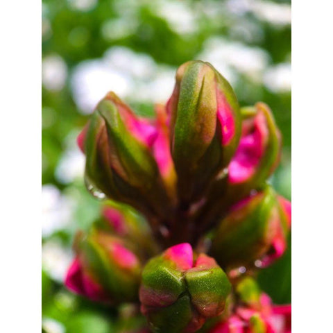 Flower Knot I Black Modern Wood Framed Art Print with Double Matting by Grayscale