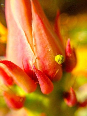 Natural Crown I Black Ornate Wood Framed Art Print with Double Matting by Grayscale