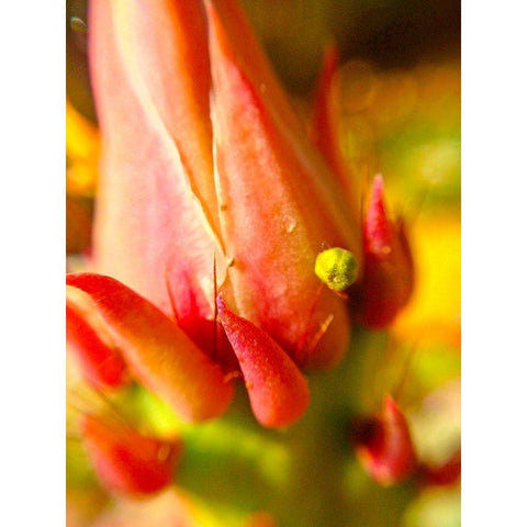 Natural Crown I White Modern Wood Framed Art Print by Grayscale