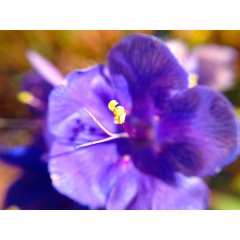 Purple Bloom I White Modern Wood Framed Art Print by Grayscale