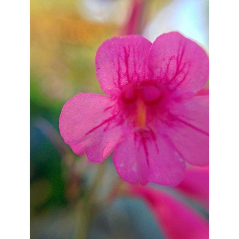 Pink Bloom I Black Modern Wood Framed Art Print by Grayscale