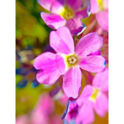 Pink Bloom II White Modern Wood Framed Art Print by Grayscale