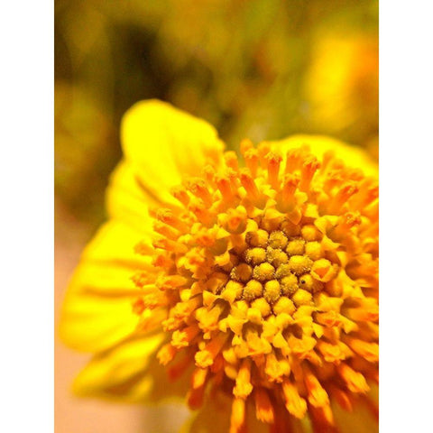 Yellow Cluster I Black Modern Wood Framed Art Print by Grayscale