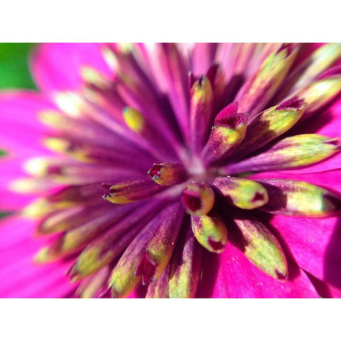 Pink Cluster III White Modern Wood Framed Art Print by Grayscale