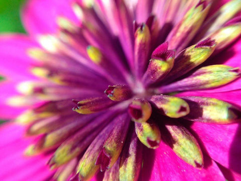 Pink Cluster III White Modern Wood Framed Art Print with Double Matting by Grayscale