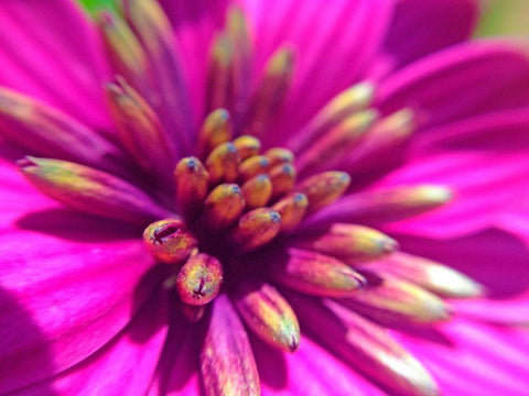 Pink Cluster IV White Modern Wood Framed Art Print with Double Matting by Grayscale