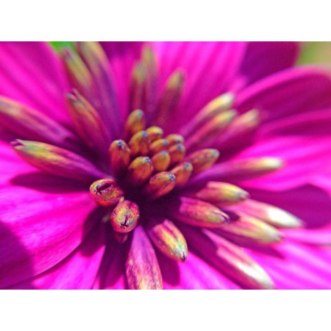 Pink Cluster IV Black Modern Wood Framed Art Print by Grayscale