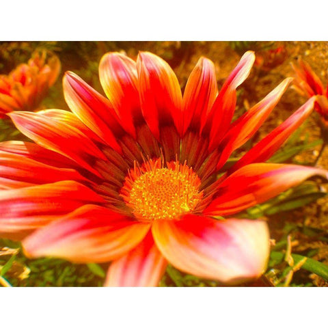 Candy Striped Bloom I Gold Ornate Wood Framed Art Print with Double Matting by Grayscale