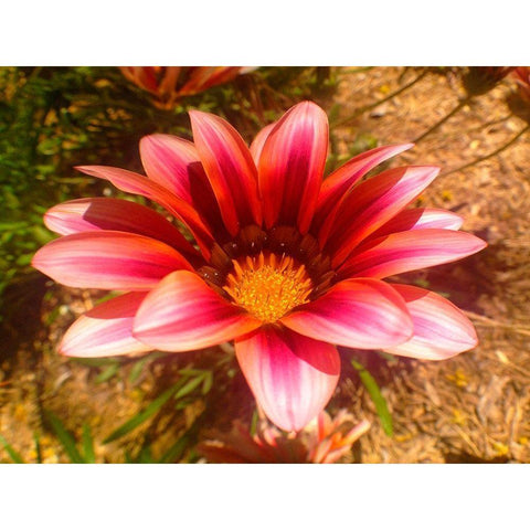 Candy Striped Bloom II Gold Ornate Wood Framed Art Print with Double Matting by Grayscale