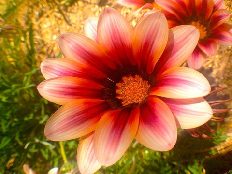 Candy Striped Bloom III White Modern Wood Framed Art Print with Double Matting by Grayscale