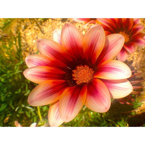 Candy Striped Bloom III Black Modern Wood Framed Art Print with Double Matting by Grayscale