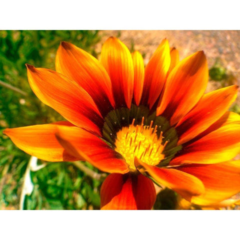 Candy Striped Bloom IV White Modern Wood Framed Art Print by Grayscale