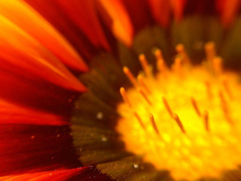 Candy Striped Bloom V Black Ornate Wood Framed Art Print with Double Matting by Grayscale