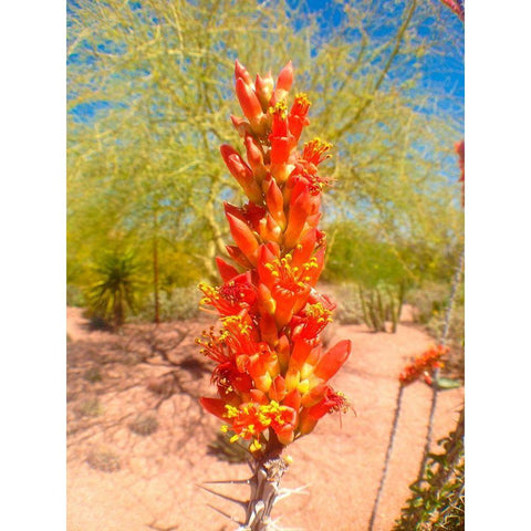 Cactus Blooms I Black Modern Wood Framed Art Print by Grayscale