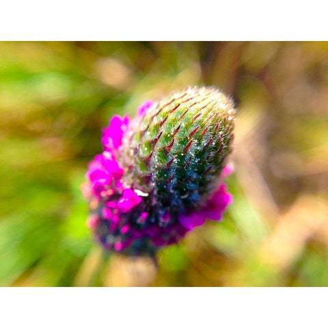 Pink Bloom III Black Modern Wood Framed Art Print by Grayscale