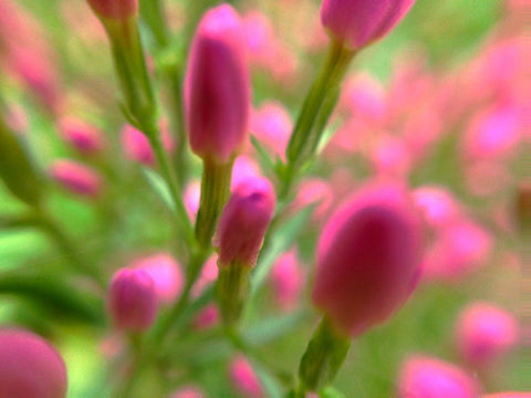 Natural Lollypops Black Ornate Wood Framed Art Print with Double Matting by Grayscale