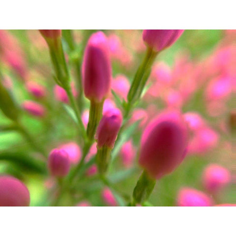 Natural Lollypops Black Modern Wood Framed Art Print by Grayscale