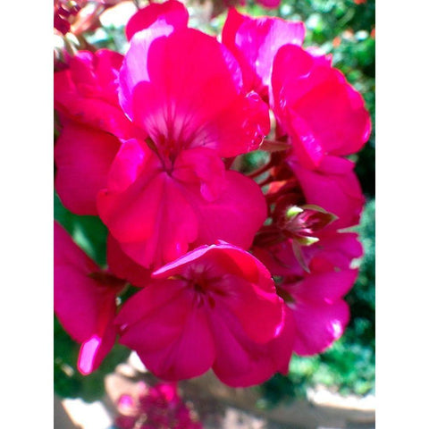 Red Begonias I Black Modern Wood Framed Art Print by Grayscale