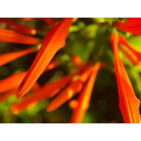 Orange Spikes I Black Modern Wood Framed Art Print by Grayscale