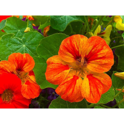 Orange Blooms I Black Modern Wood Framed Art Print by Grayscale