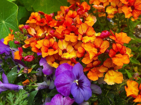 Orange and Purple Blooms I White Modern Wood Framed Art Print with Double Matting by Grayscale