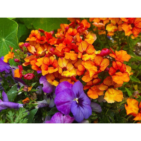 Orange and Purple Blooms I White Modern Wood Framed Art Print by Grayscale