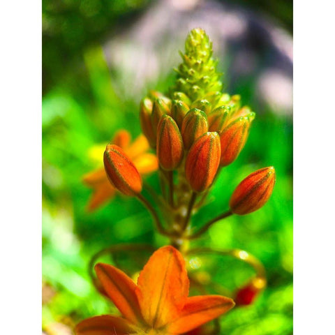 Orange Blooms II Black Modern Wood Framed Art Print with Double Matting by Grayscale