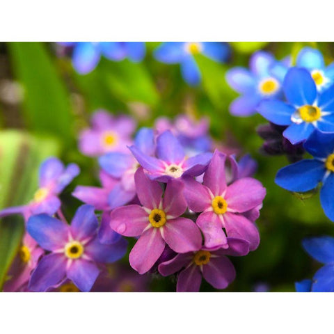 Blue and Purple Blooms I Black Modern Wood Framed Art Print by Grayscale